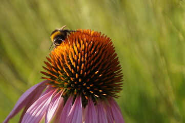 bee on a flower