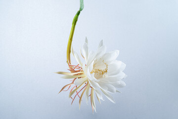 Epiphyllum