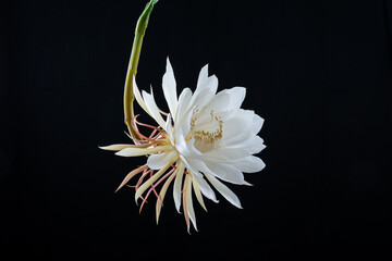 Epiphyllum