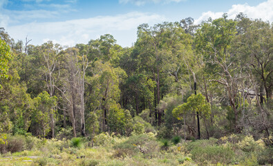 Fototapeta na wymiar Forest in John Forrest National Park