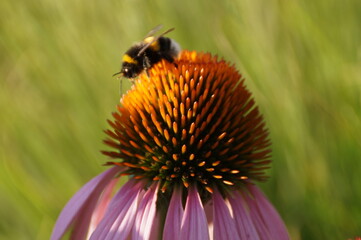 bee on a flower