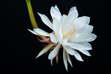Epiphyllum 