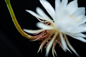 Fototapeta na wymiar Epiphyllum 