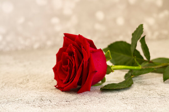 Roes-Flower-Bilder: Stock-Fotos & -Videos. | Adobe Stock