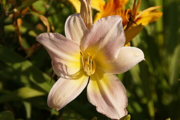close up of yellow flower