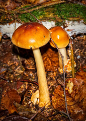mushroom in the forest