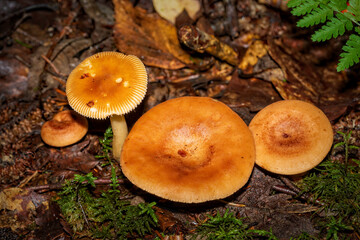 mushrooms in the forest
