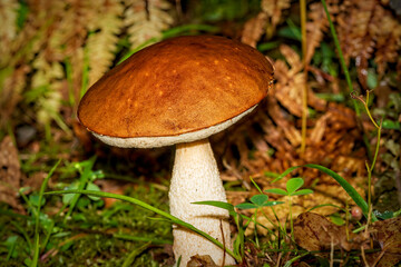 mushroom in the forest