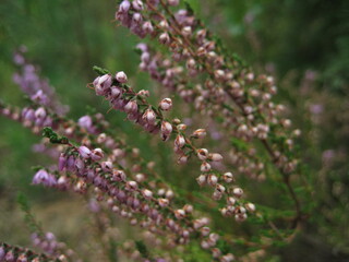 Beautiful pink flowers with selective focus