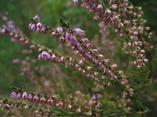 Obraz premium Beautiful pink heather in the field