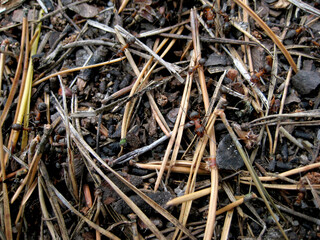 Dry spruce needles in the forest