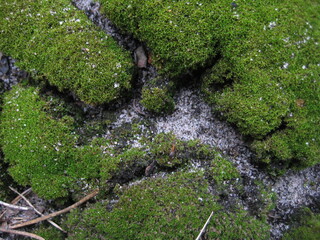 Moss in the forest background