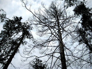 Silhouettes of trees against the sky
