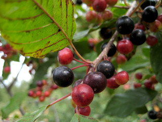 Bunch of bird cherry full screen