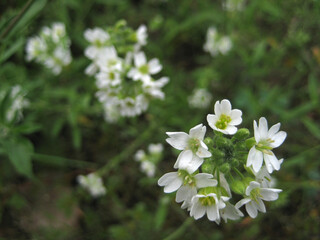White flowers in the field closeup