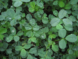 Background of the Clover Carpet