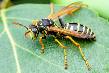 Yellow Jacket Wasp Insect on Green Leaf Macro