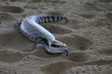 Blue Tongue Lizard on the sand close up