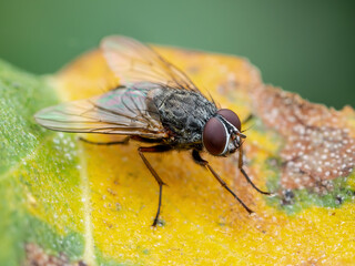 Meat Fly Diptera Parasite Insect on Leaf Macro