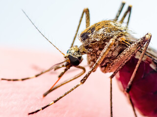 Malaria Infected Mosquito Bite. Leishmaniasis, Encephalitis, Yellow Fever, Dengue, Malaria Disease, Mayaro or Zika Virus Infectious Culex Mosquito Parasite Insect Macro.