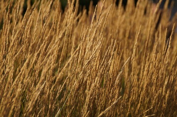 Obraz premium grass in the wind