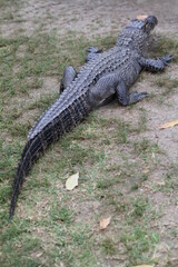 Obraz premium American alligator in the swamp