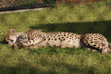 close up shot of Leopard at zoo's beautiful patterned fur