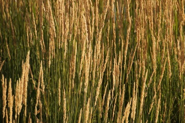 Fototapeta premium grass in the wind