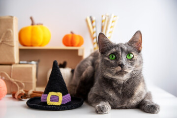 A gray cat witch with a shlyama lies on a white background with autumn Halloween decor.