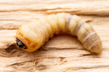 Woodworm, Wood Bark or Woodcutter Beetle Scolytinae Parasite Insect Worm Larva Maggot Plant Pest Macro