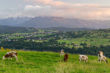 cows in the meadow in the mountains, sunset