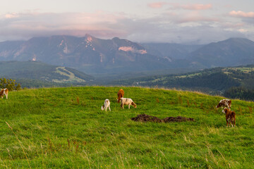 Fototapeta premium cows in the meadow in the mountains, sunset