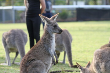 Eastern grey kangaroo standing on hind legs at zoo