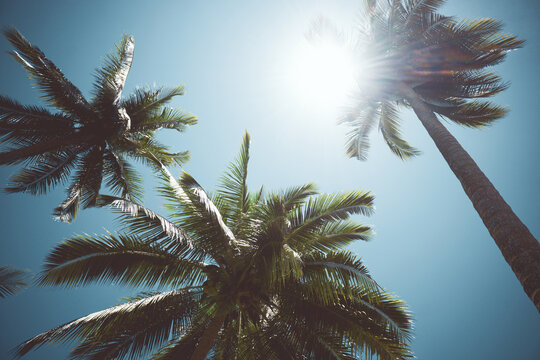 palm trees with sun, tropical background