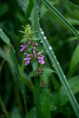 Beautiful summer field flowers in the countryside