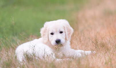 Photo of a golden retriever puppy in the garden