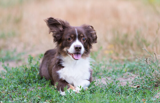Photo of a mongrel dog in the garden
