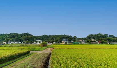 Fototapeta na wymiar 稲穂に囲まれた田園地帯のあぜ道 【rural landscape in Kanagawa, Japan】