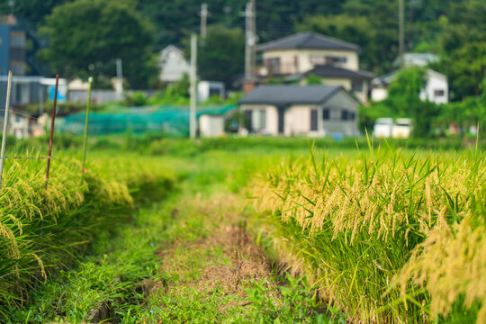 稲穂に囲まれた田園地帯のあぜ道
【rural landscape in Kanagawa, Japan】