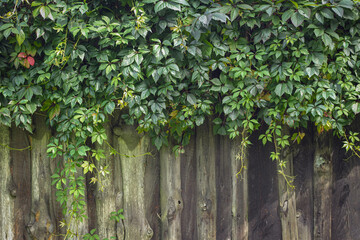 Fototapeta na wymiar old wooden fence with leaves