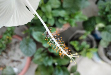 caterpillar on a leaf