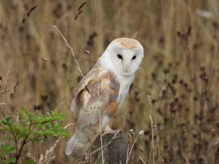 Barn owl