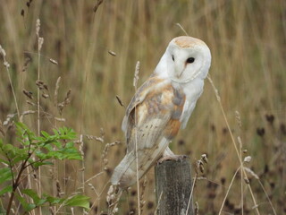 Barn owl