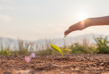 Hand nurturing and watering young baby plants growing in germination sequence on fertile soil at sunset background