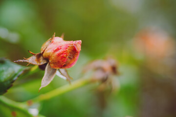 Rose on unfocused background on warm autumn rainy day