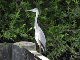 Grey heron