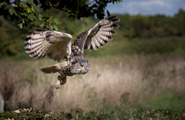 Eagle Owl in Flight