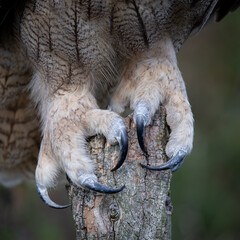 Talons