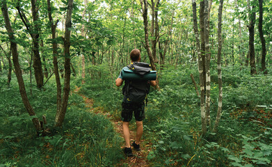 Naklejka na ściany i meble A hiker with a large travel backpack walks along the road in a dense forest.