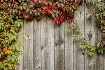 wooden fence with red leaves